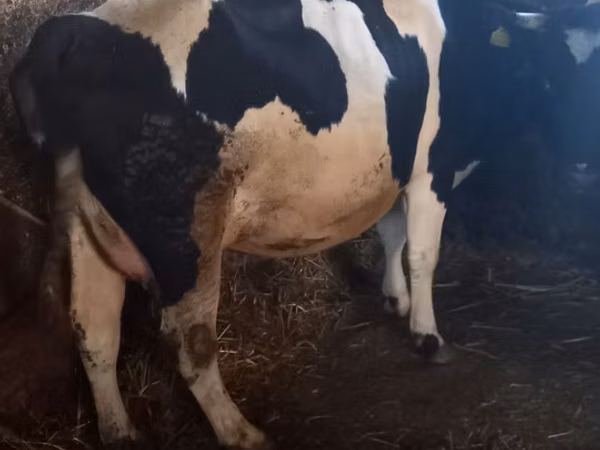 Vaca, Vaca Limousin