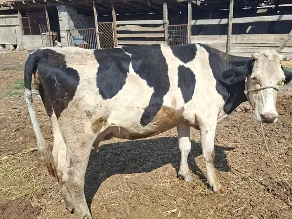 母牛, Russian Black pied cattle — 吉尔吉斯斯坦