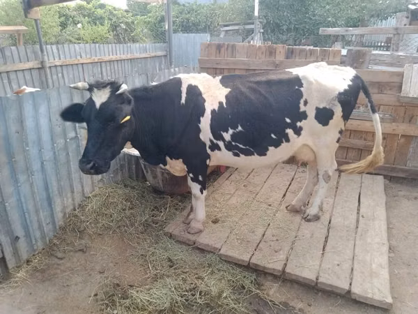 गाय, Latvian Blue cattle — कज़ाखस्तान