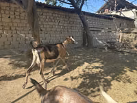 Ешкі, Nubian Goat — 8-сурет