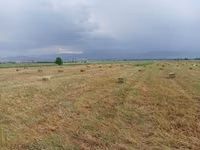 Тюки,сено,пресс чоп,Беде Сено в тюках (прямоугольные кипы) - — Foto 5