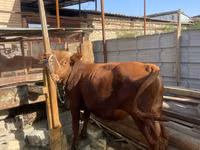 公牛, Cattle — 照片 2