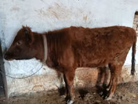 गाय, मवेशी — फ़ोटो 3