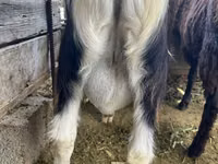 Ziegenbock, Alpine goat — Foto 5