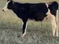 Bulle, Aberdeen-Angus — Foto 3