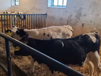 Bulle, Russian Black pied cattle — Foto 3