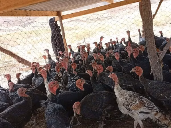 Turkeys — Kirgisistan
