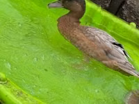 Ducks — 3-сурет
