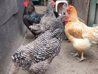 Australorp — Foto 3
