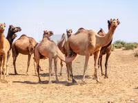 خيول (دفعة، الجنس غير محدد), الخيول — الصورة 2
