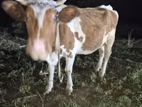 Kuh, Simmental cattle — Foto 3