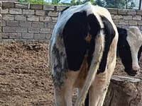 गाय, Simmental cattle — फ़ोटो 3