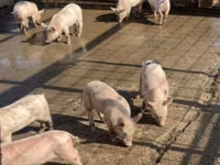 Schweine (Partie, Geschlecht nicht angegeben) — Foto 1