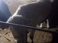 Bulle, Charolais cattle — Foto 3