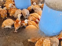 Chickens — फ़ोटो 1
