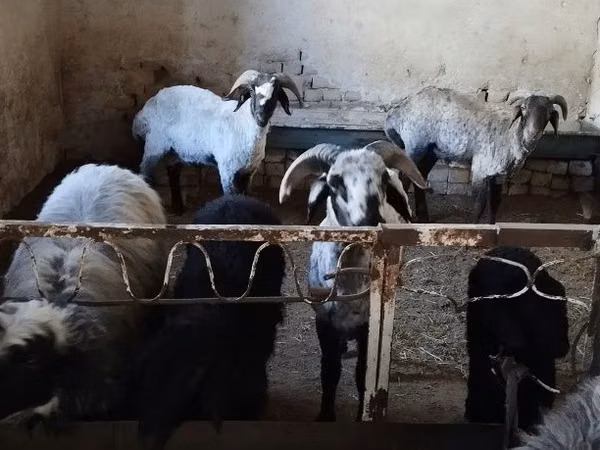 كبش, الأغنام — أوزبكستان