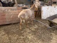Oveja, Edilbay sheep — foto 5