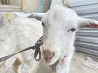 تيس, الماعز — الصورة 5