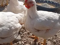 Chickens — Foto 3
