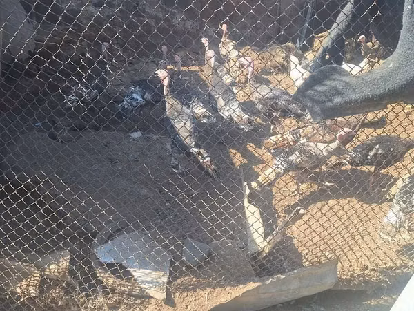 Turkeys — قيرغيزستان