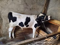 Bull, Russian Black pied cattle — photo 4