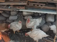 Chickens — Foto 2