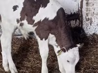 Bovinos (lote, sexo no especificado), Russian Black pied cattle — foto 1