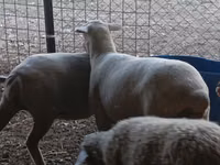 Schaf, Merino sheep — Foto 5
