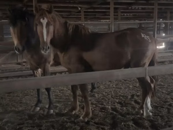 Caballo, Russian Don