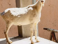 Cabra, Saanen goat — foto 2