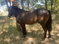 Hengst, Indian half-bred — Foto 1