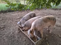 Eber, Schweine — Foto 2