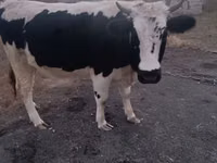 Kuh, Russian Black pied cattle — Foto 1