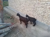 Ziegen (Partie, Geschlecht nicht angegeben), Ziegen — Foto 3
