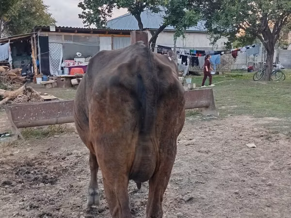 Cow, Cattle