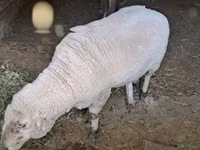Carnero, Merino sheep — foto 2