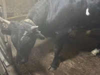 Toro, Ganado vacuno — foto 4