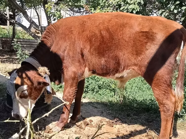 Bulle, Kasachische Weißkopfkuh