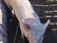 Schweine (Partie, Geschlecht nicht angegeben) — Foto 1