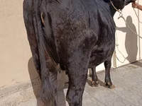 गाय, एबरडीन - एंगस — फ़ोटो 4