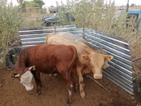 公牛, Cattle — 照片 1