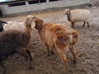 Schafe (Partie, Geschlecht nicht angegeben), Arashan sheep — Foto 2