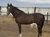 Hengst, Arabian horse — Foto 3
