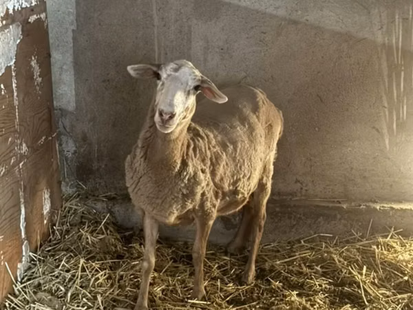 Schaf, Rhon sheep
