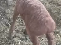 मेढ़ा, Arashan sheep — फ़ोटो 5