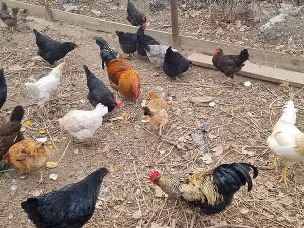 Chickens — Kirgisistan