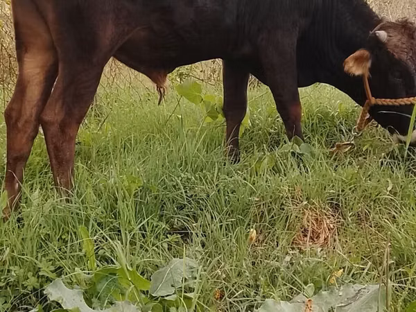 公牛, Cattle — 吉尔吉斯斯坦