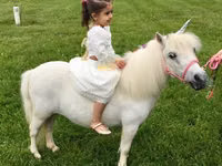 Toychoq, Miniature horse — 7-rasm