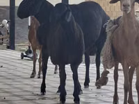 母山羊, Goats — 照片 1