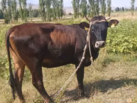 母牛, Cattle — 照片 2